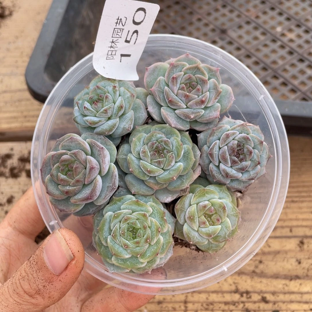 R多肉植物多肉植物150