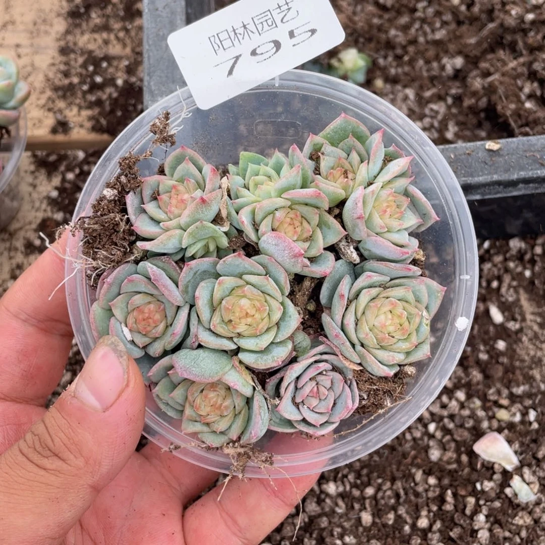 多肉植物多肉植物795