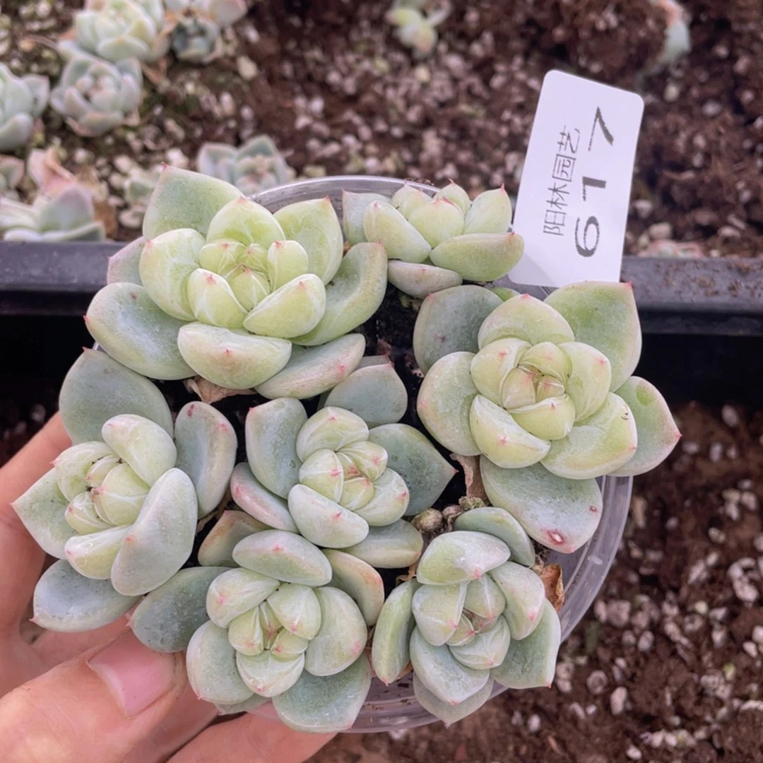 多肉植物多肉植物617