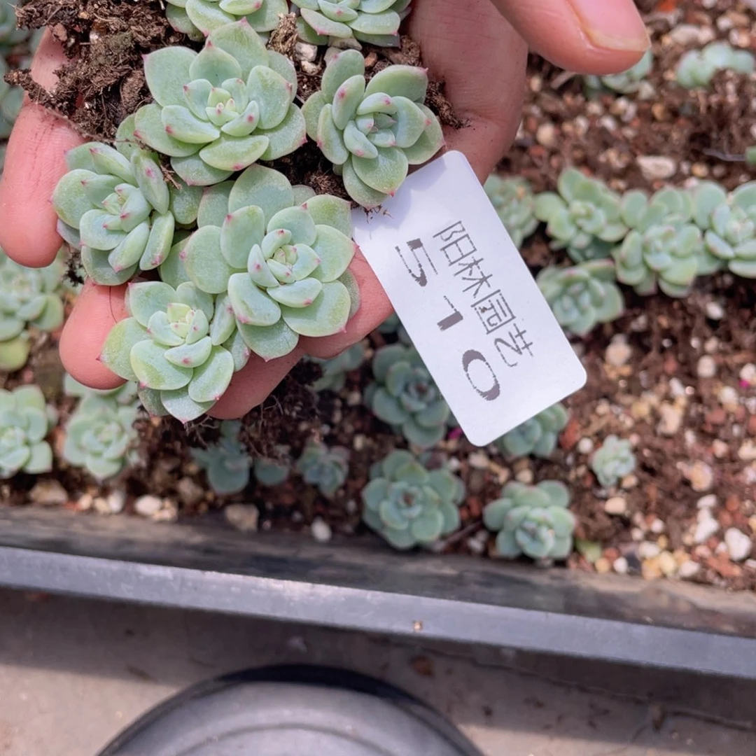 多***?多肉植物多肉植物510