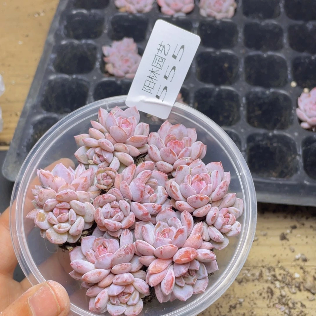 多肉植物多肉植物555
