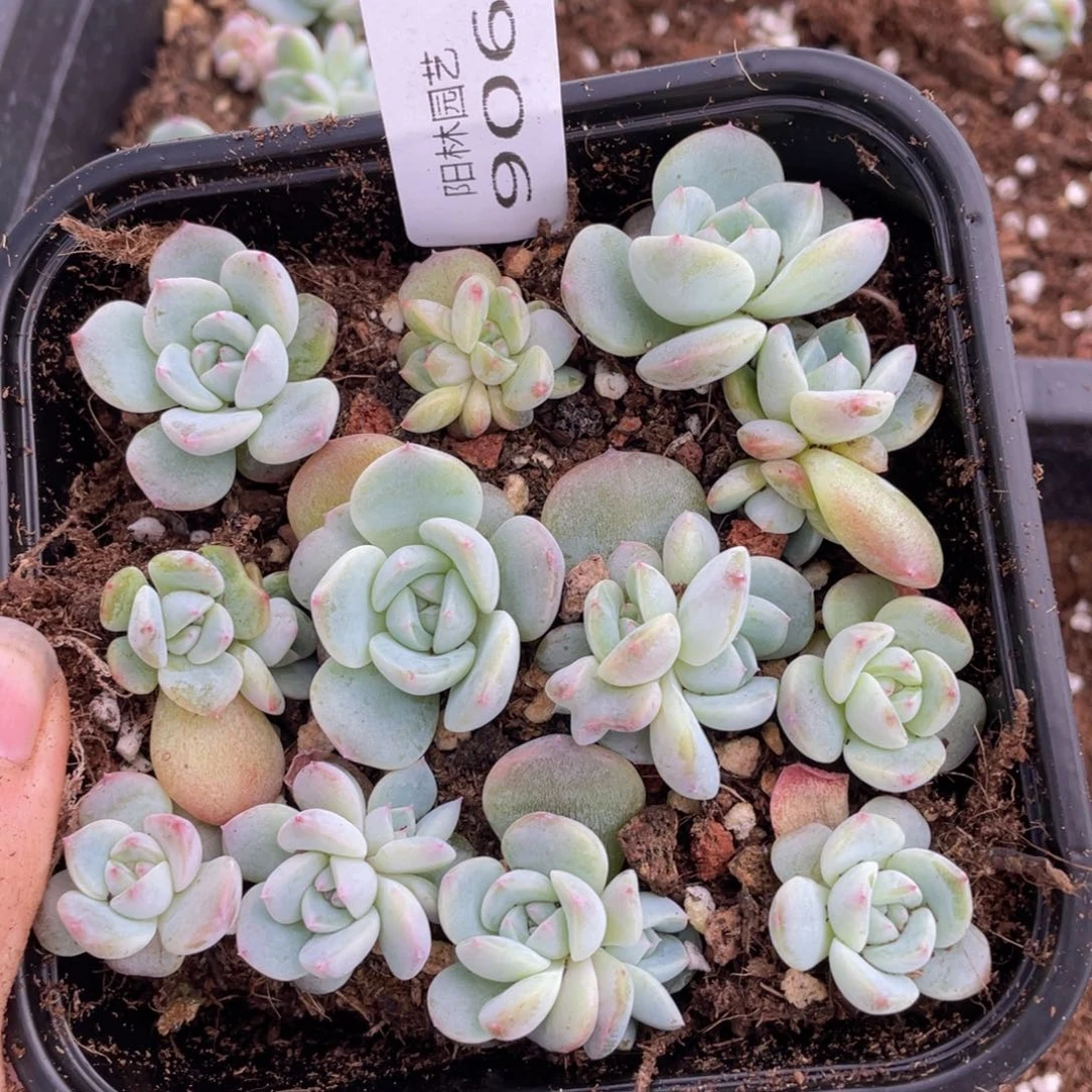 多肉植物多肉植物906