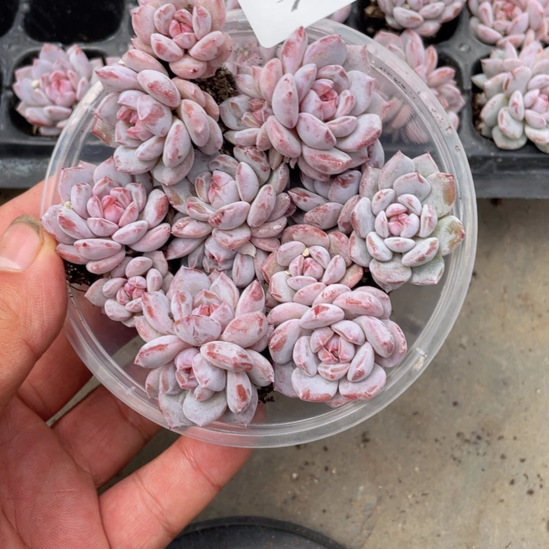 多肉植物多肉植物756