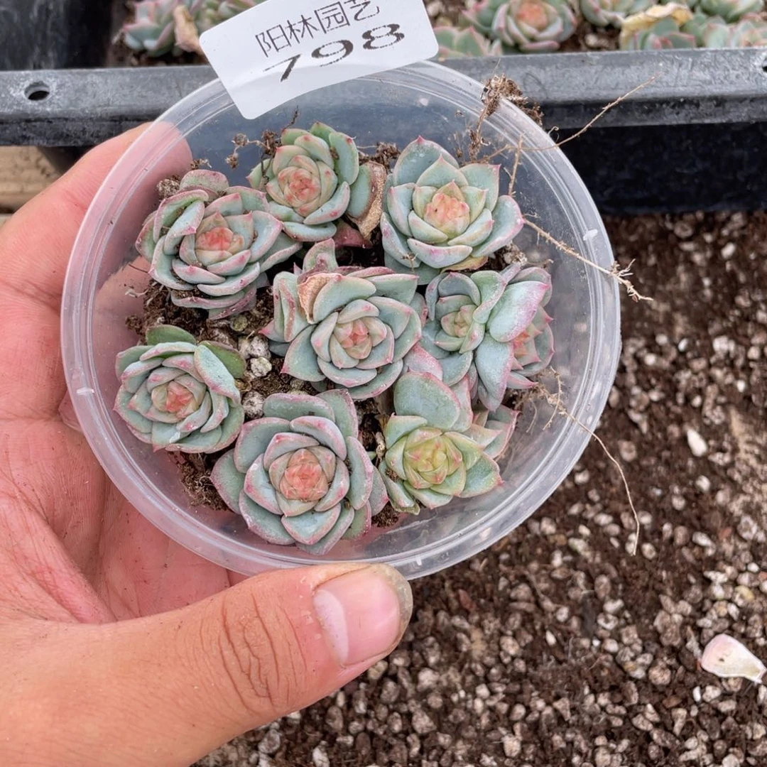 多肉植物多肉植物798