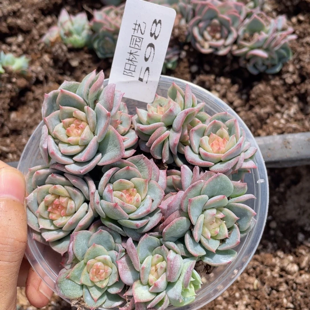 多肉植物多肉植物598