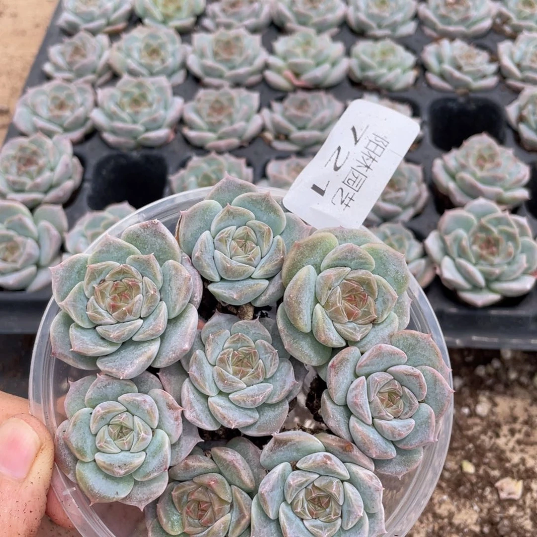 多肉植物多肉植物721