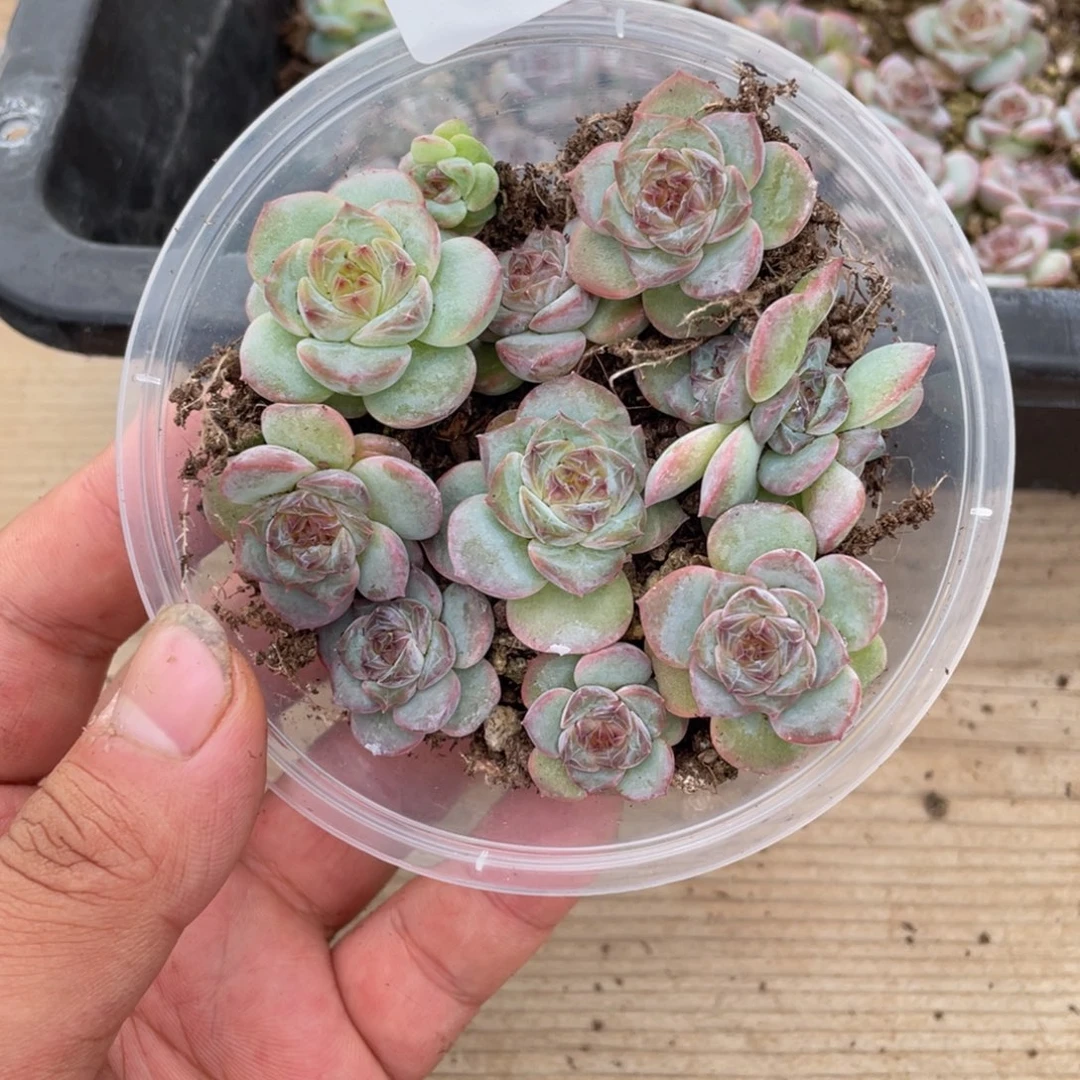 多肉植物多肉植物803