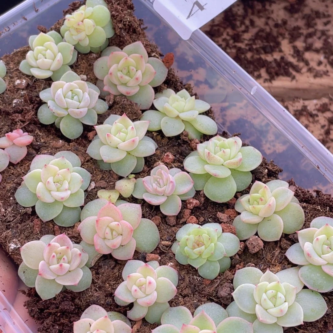 多肉植物多肉植物419