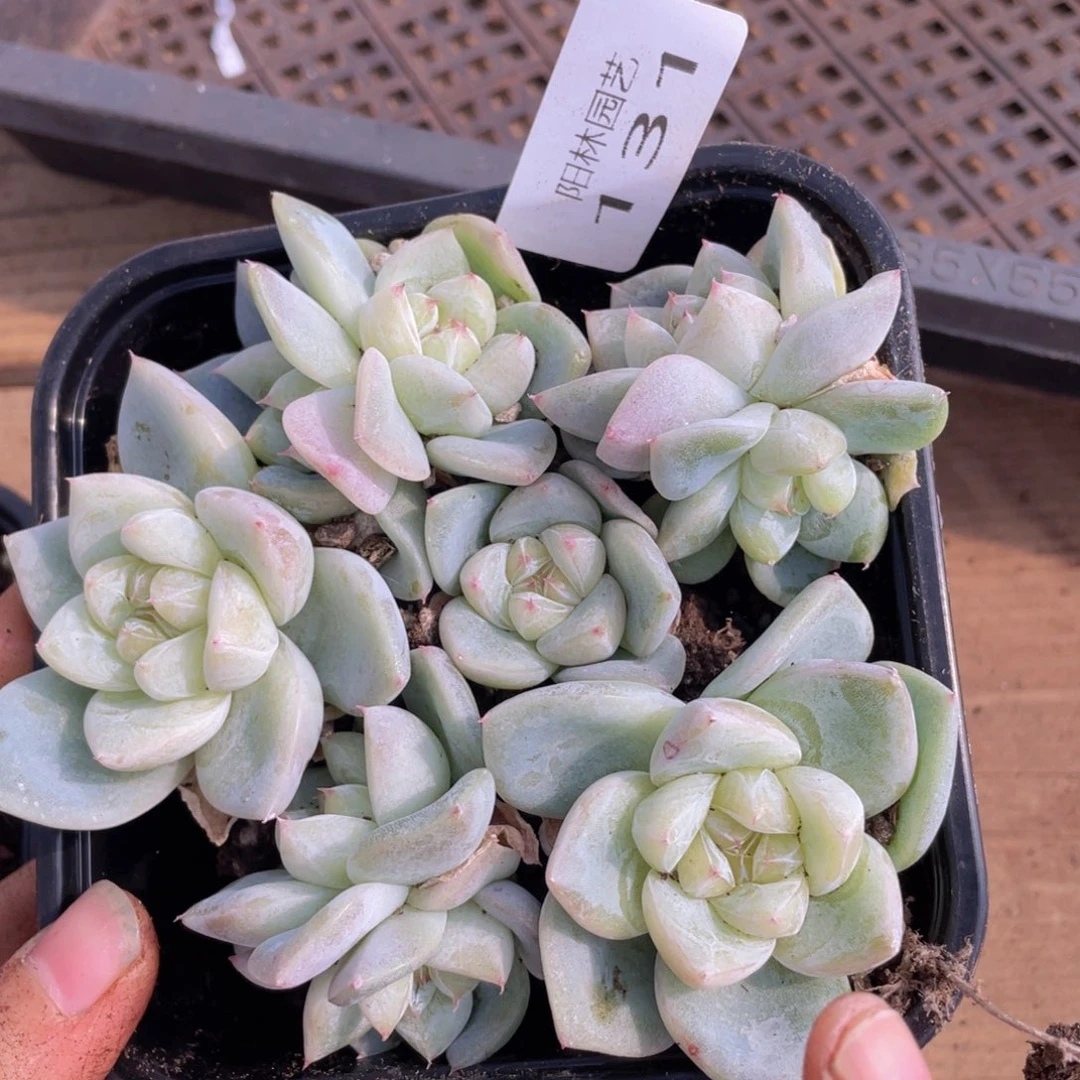 多肉植物多肉植物131