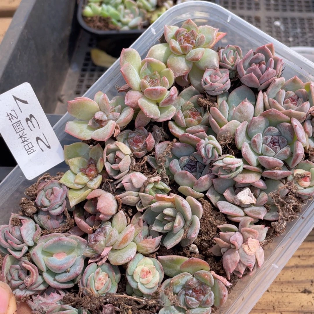 多肉植物多肉植物237