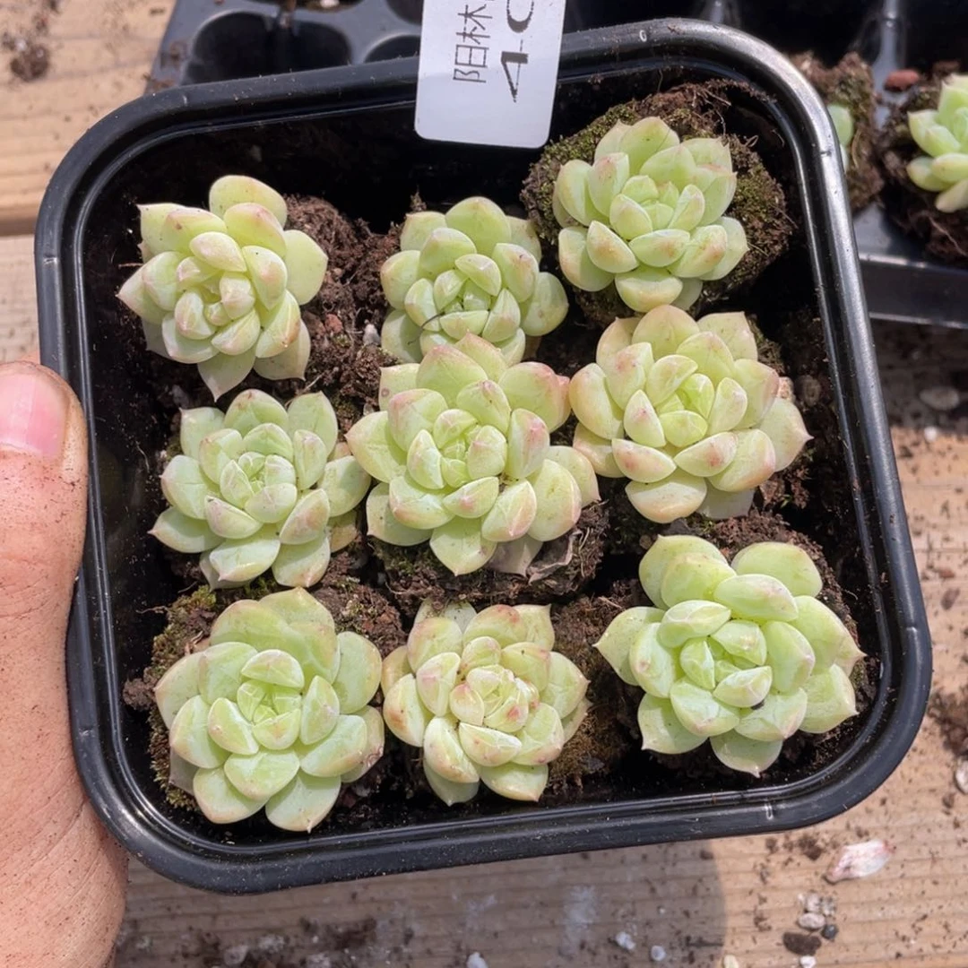 多肉植物多肉植物了409