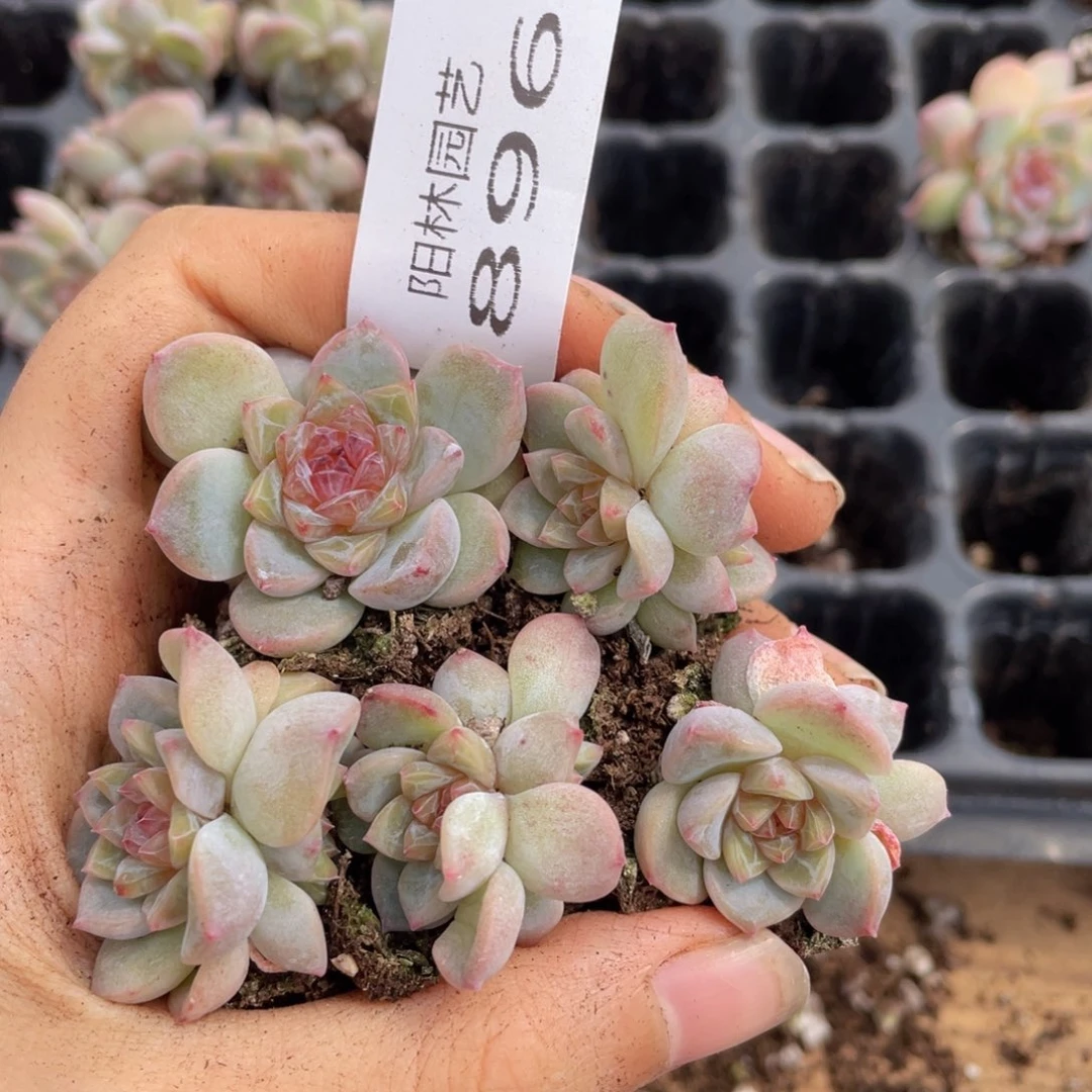 多肉植物多肉植物896