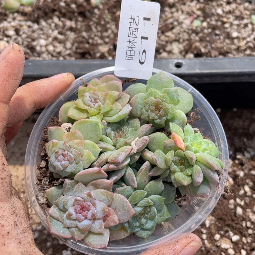 多肉植物多肉植物611