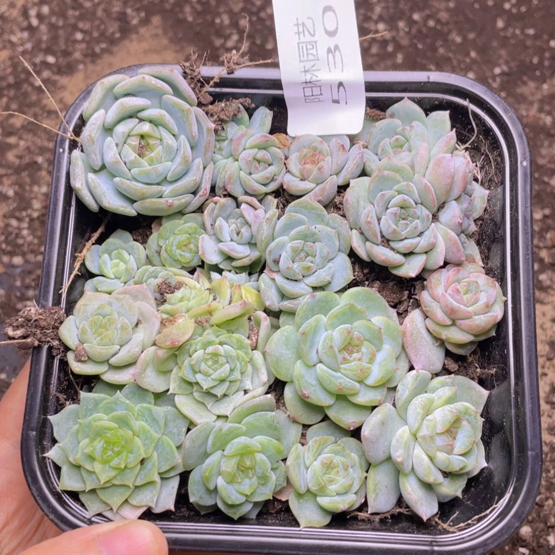多肉植物多肉植物530
