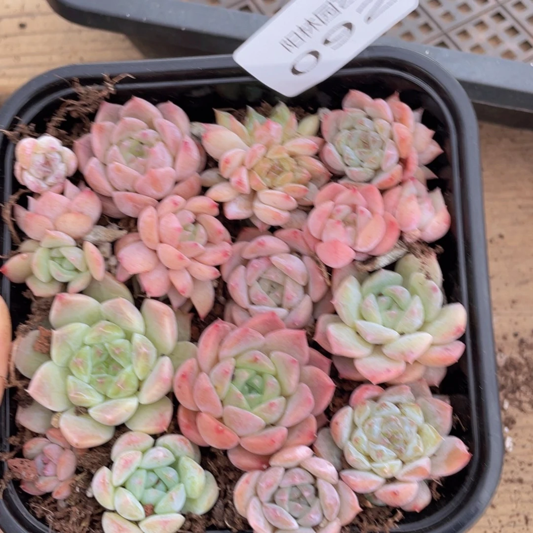 多肉植物多肉植物92