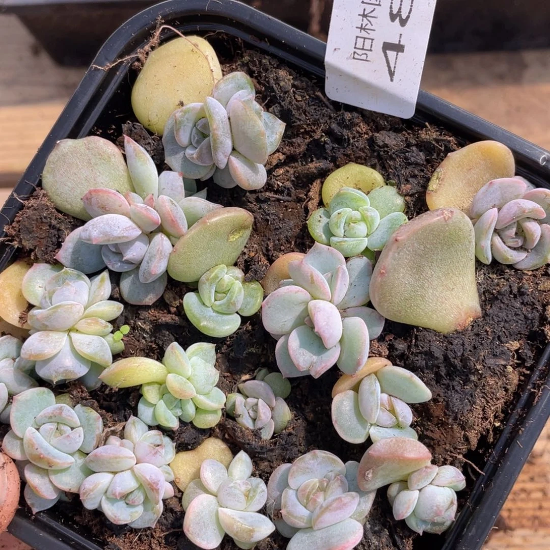 兔*多肉植物多肉植物487