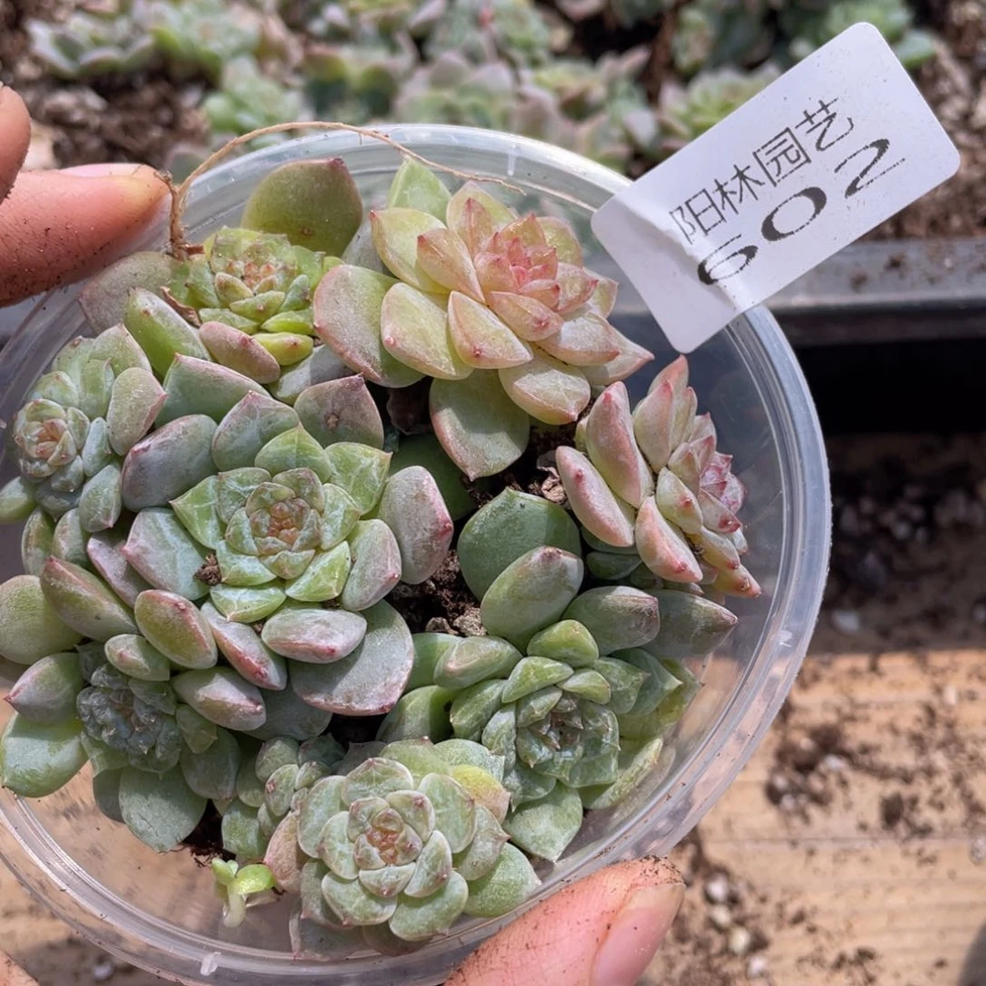 多肉植物多肉植物602