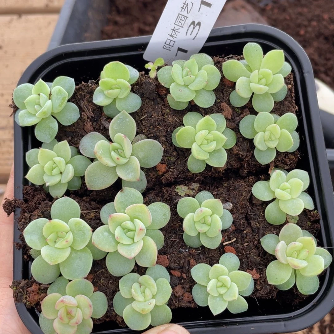多肉植物多肉植物131