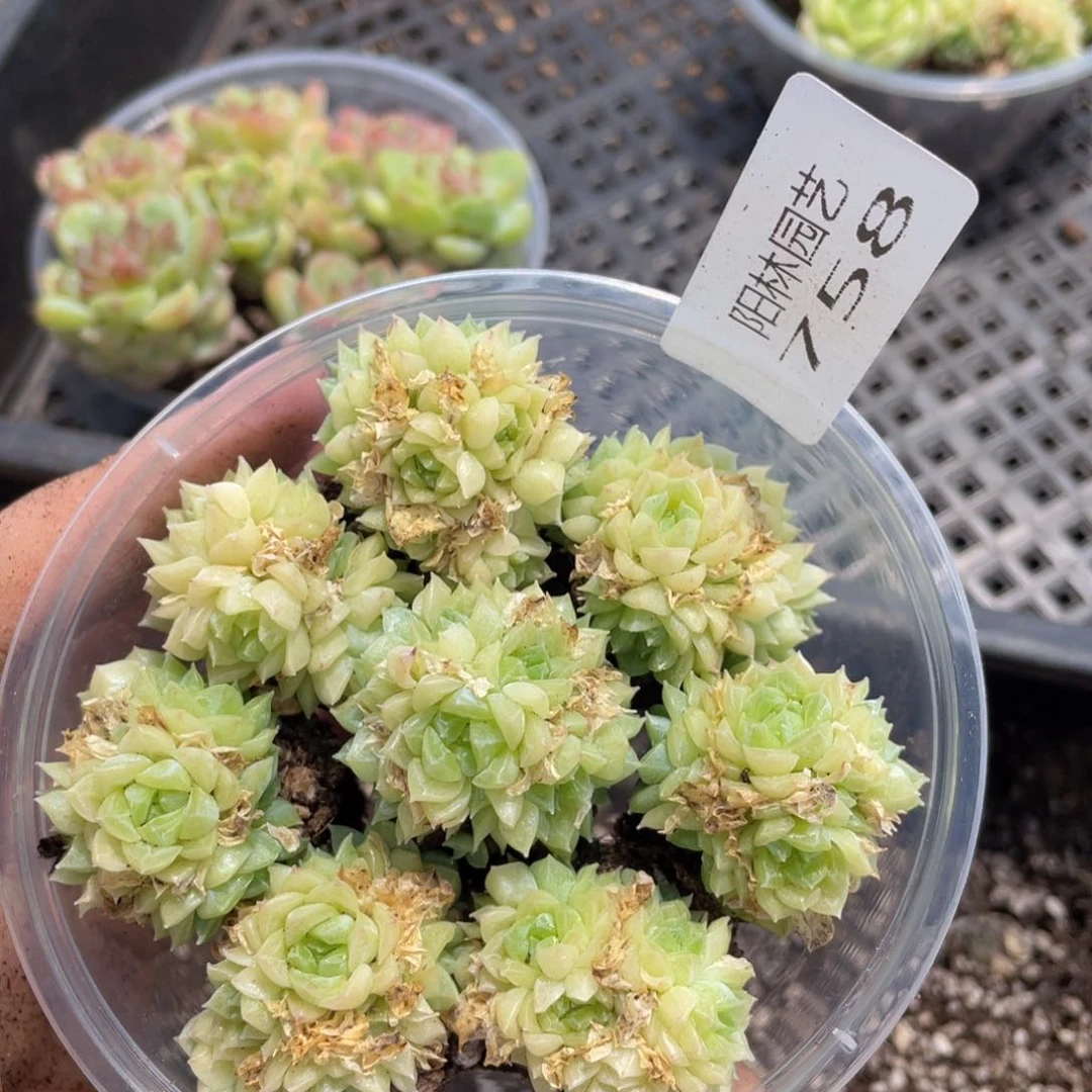 多肉植物多肉植物758