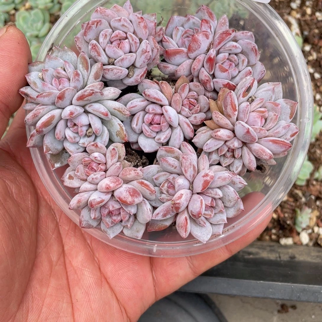 多肉植物多肉植物506