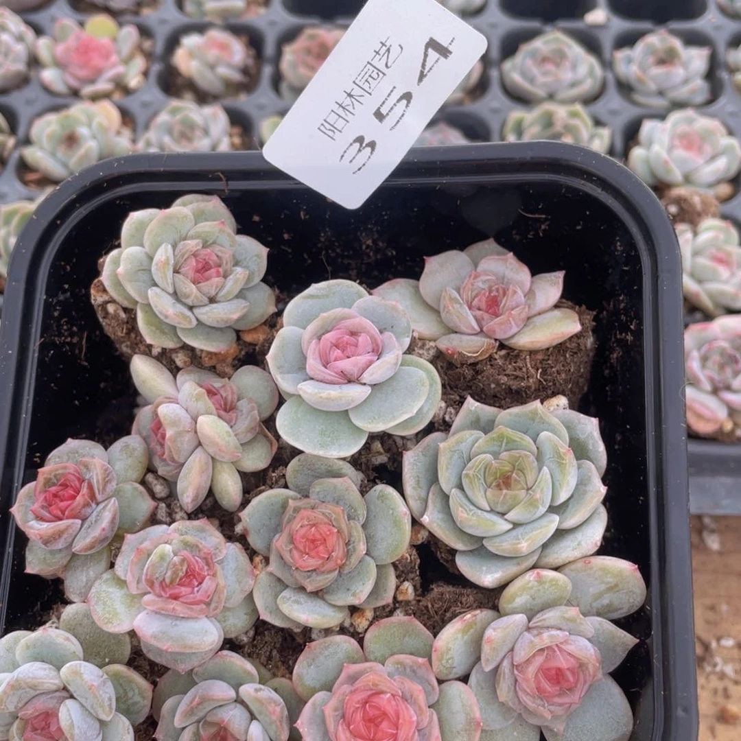 天****）多肉植物多肉植物354