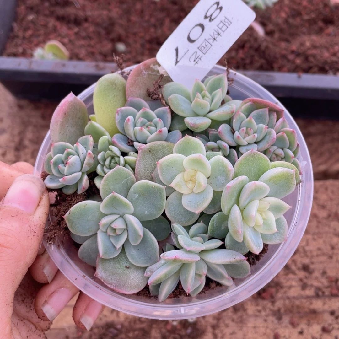 多肉植物多肉植物807