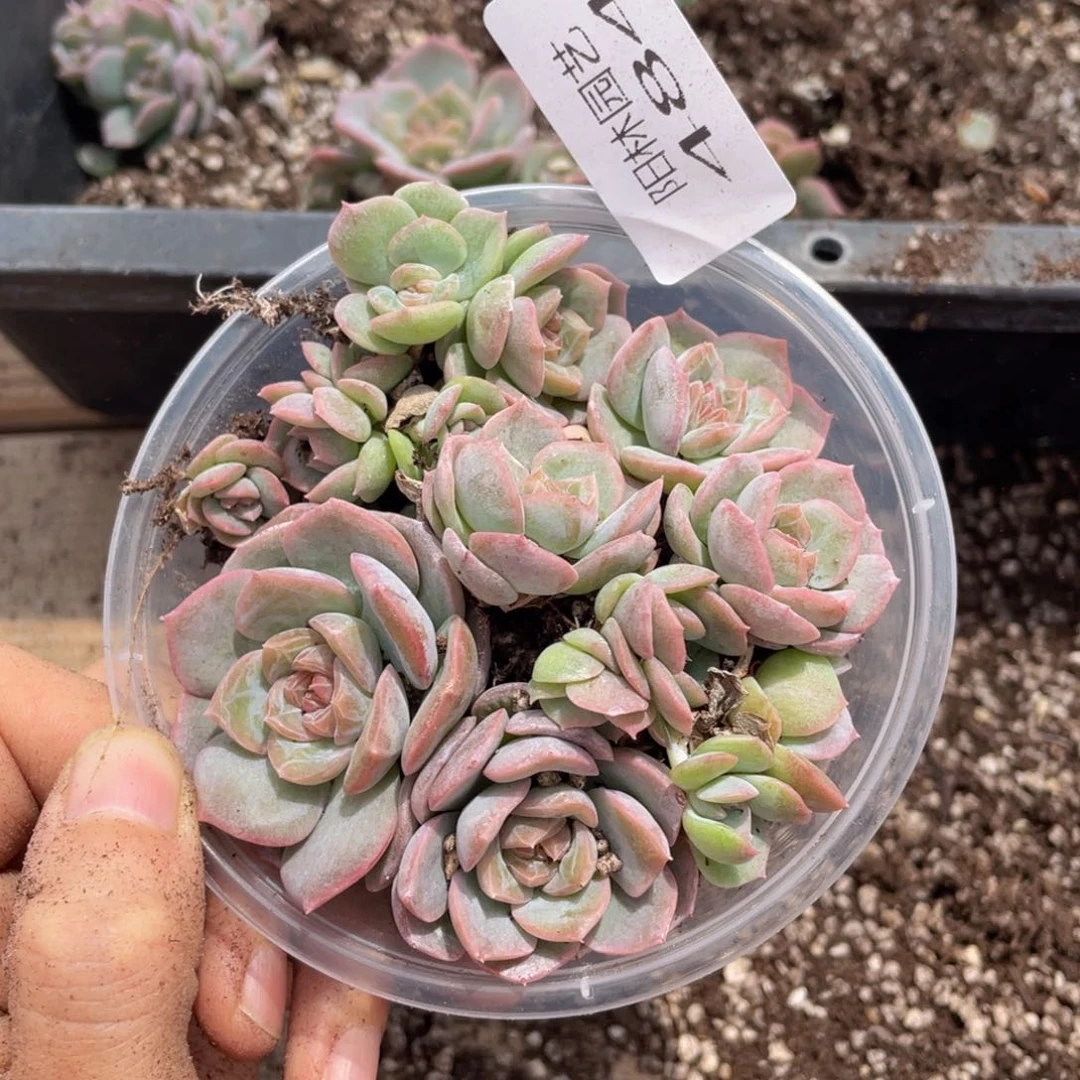 多肉植物多肉植物484