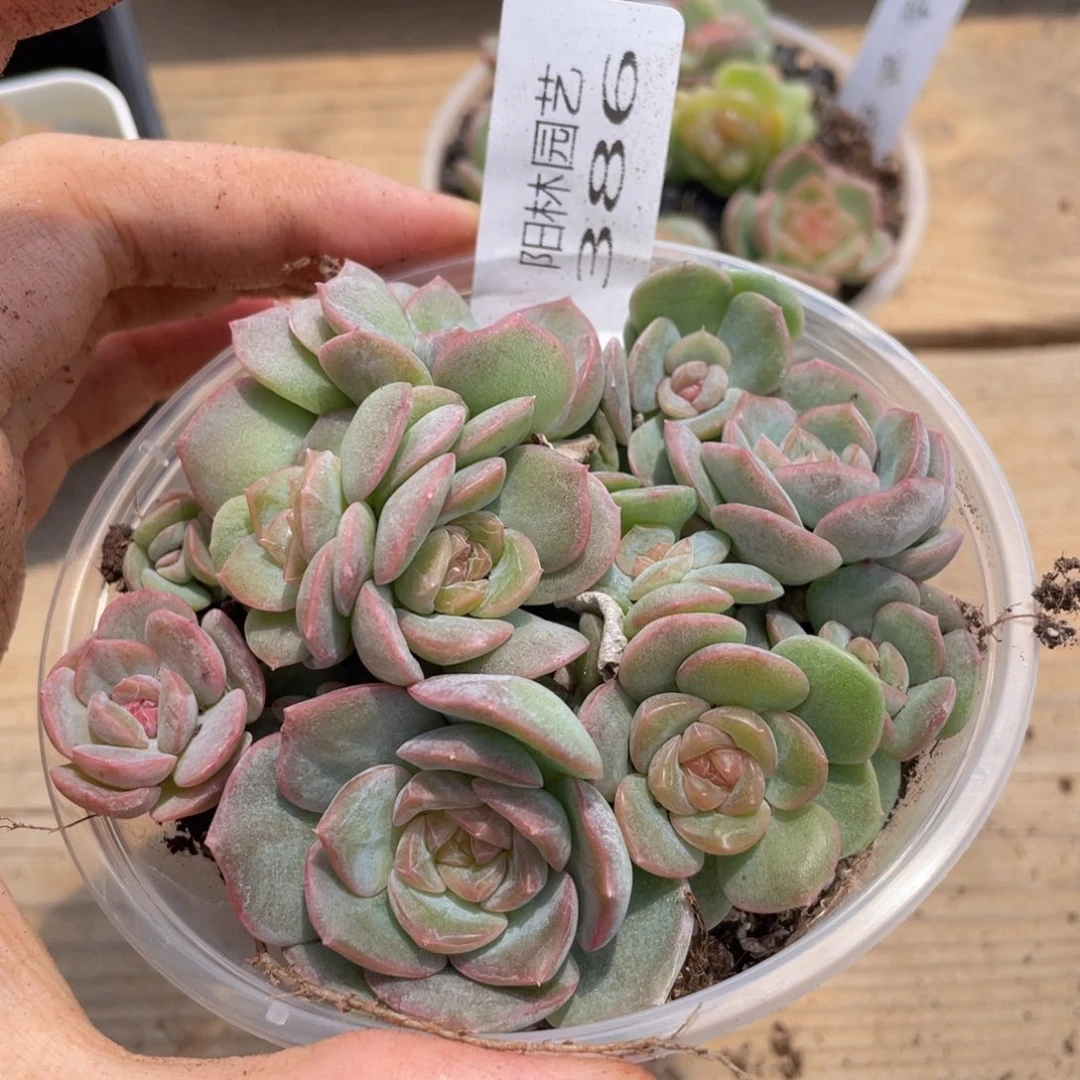 多肉植物多肉植物了386