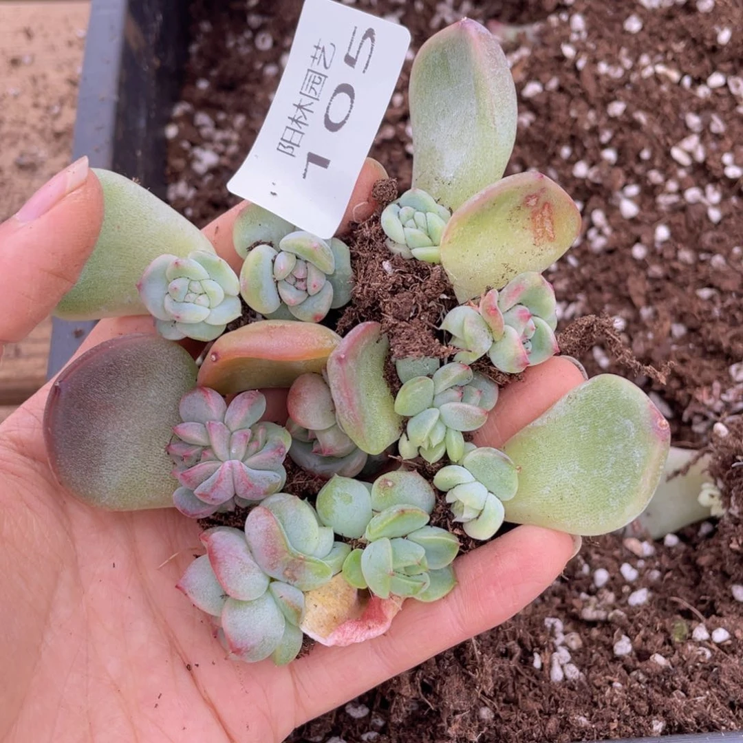 多肉植物多肉植物105