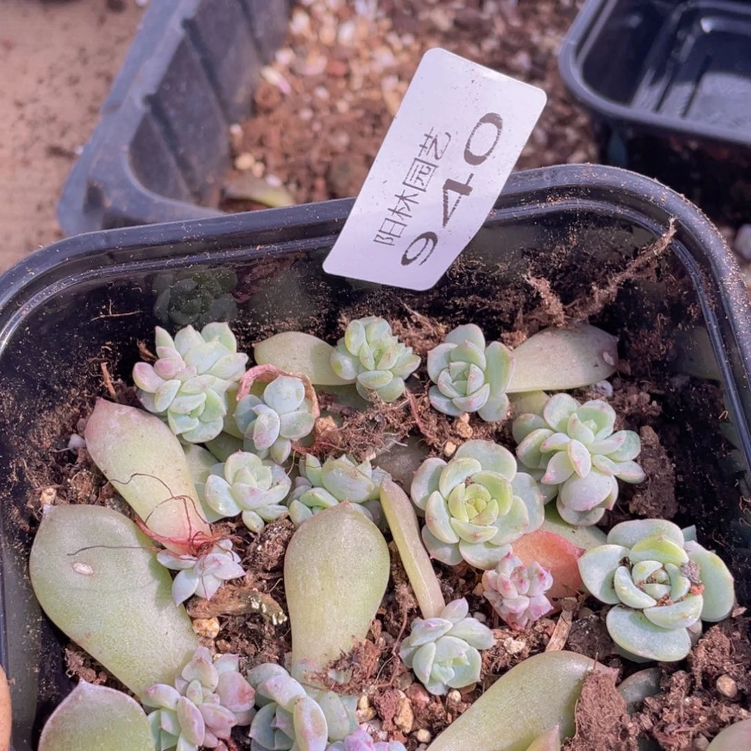 多肉植物多肉植物940