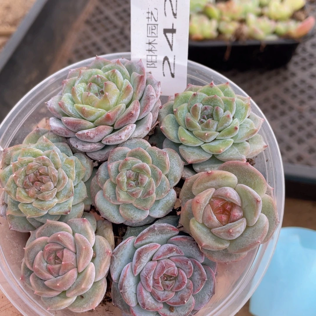 多肉植物多肉植物242