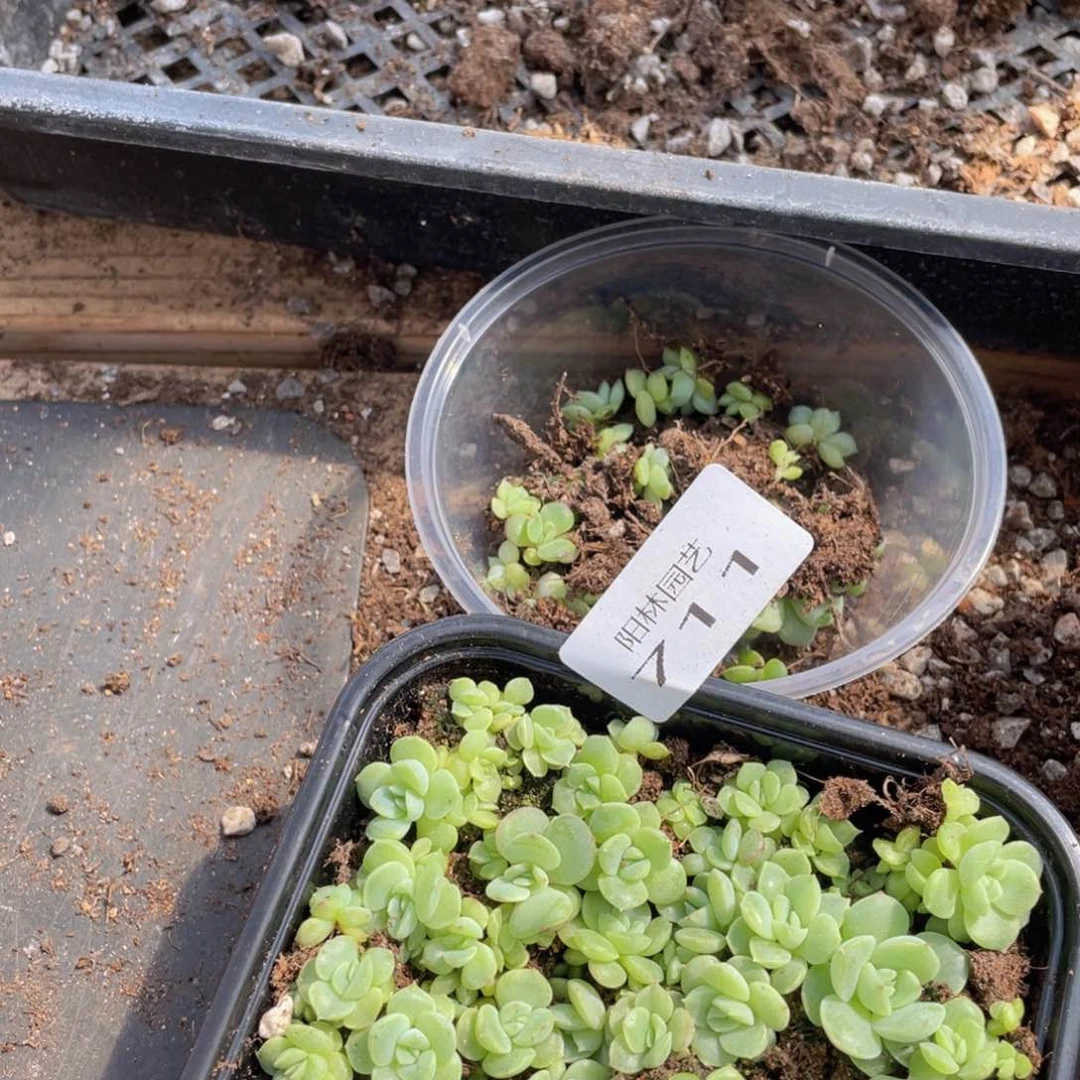 多肉植物多肉植物711