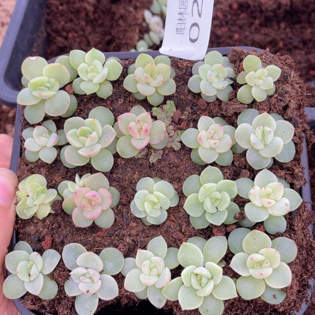 多肉植物多肉植物20