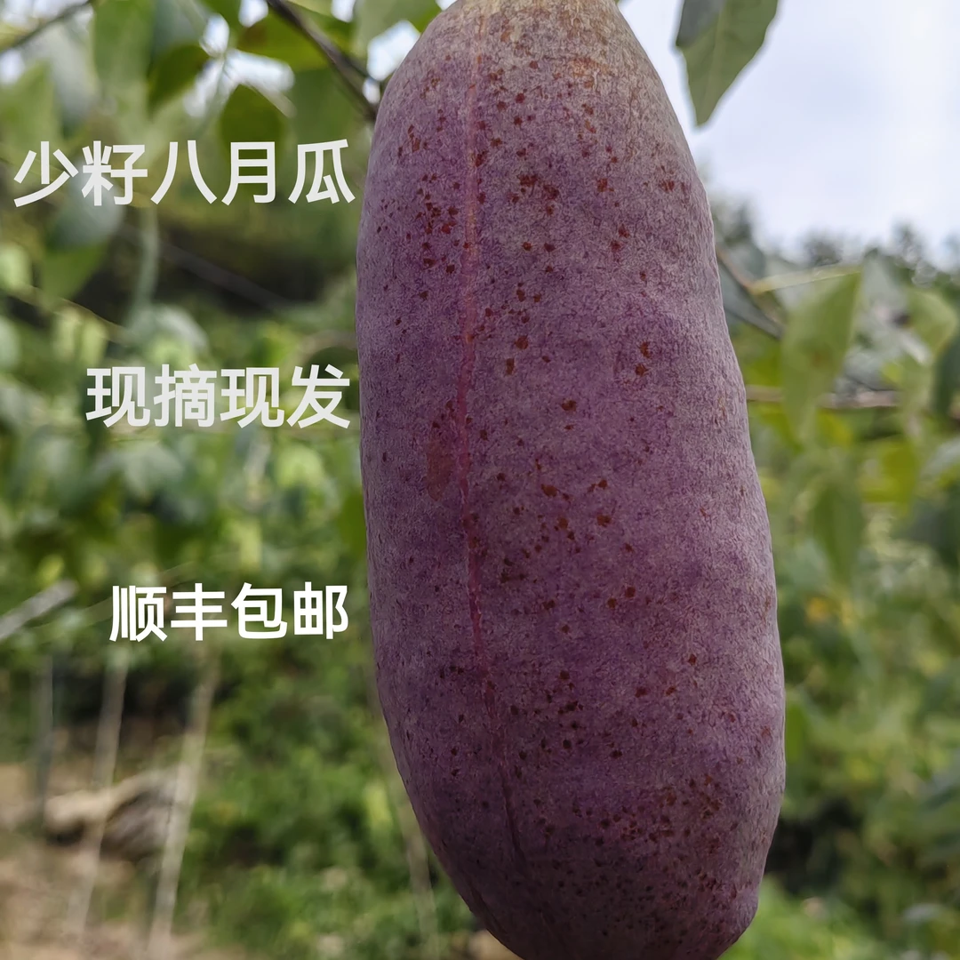 恩施高山少籽八月瓜（顺丰包邮）现摘现发  软糯香甜