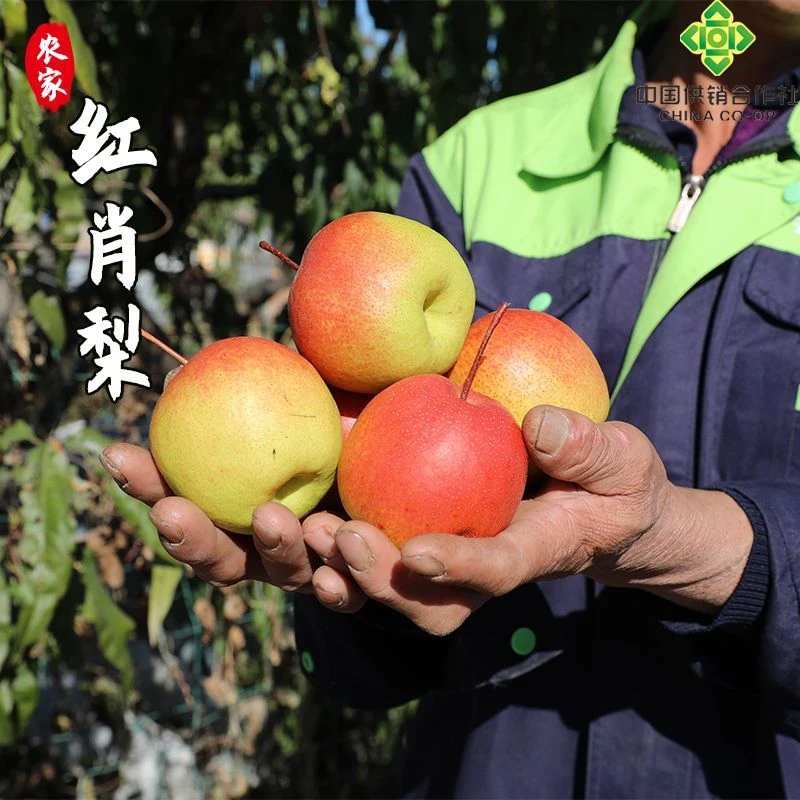 北京密云本地红肖梨 梨皮薄肉厚 核小 香甜多汁 梨香四溢 4斤装