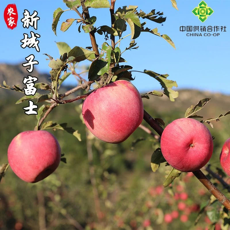 密云本地农家山区红富士苹果 新鲜水果 甜脆多汁 鲜果现发4斤