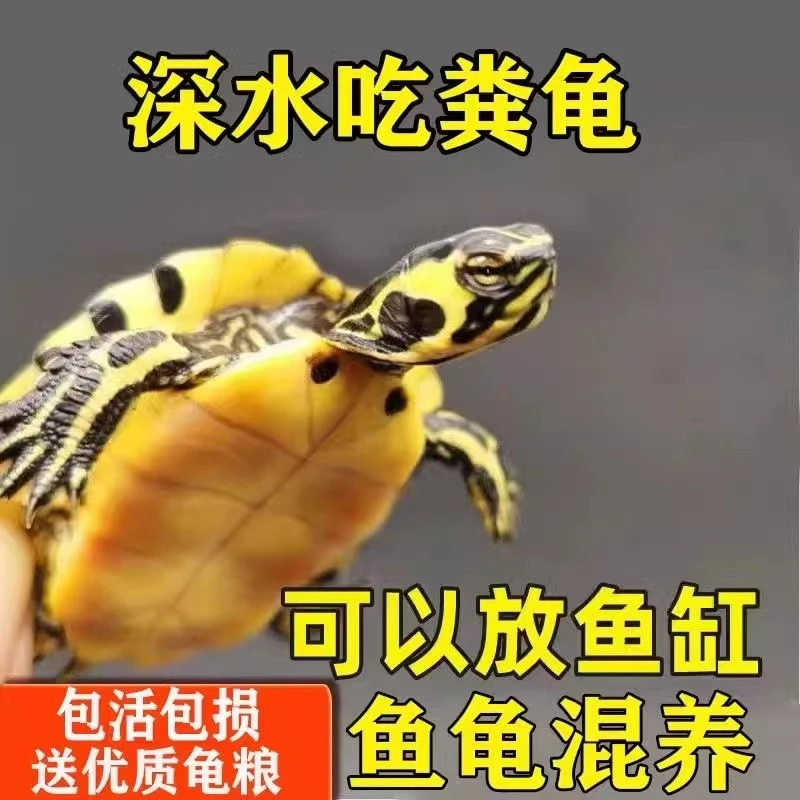 【清洁鱼缸】鱼缸混养深水龟黄耳龟活物水龟冷水长寿家养宠物观赏