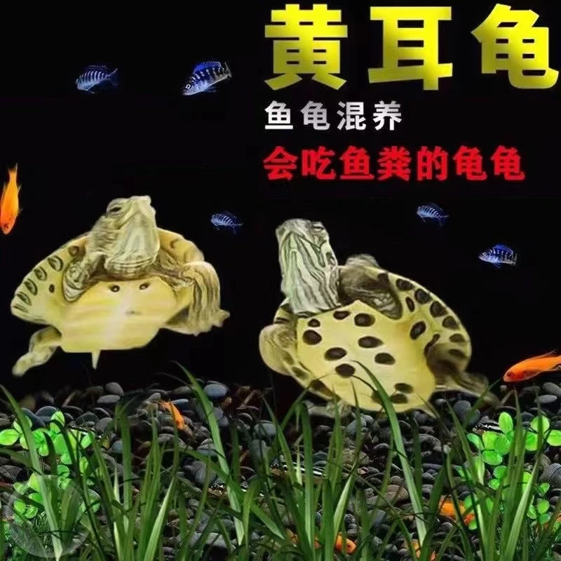 【黄耳深水龟】鱼缸混养小乌龟稀有活物纯种精品黄耳龟观赏宠物龟