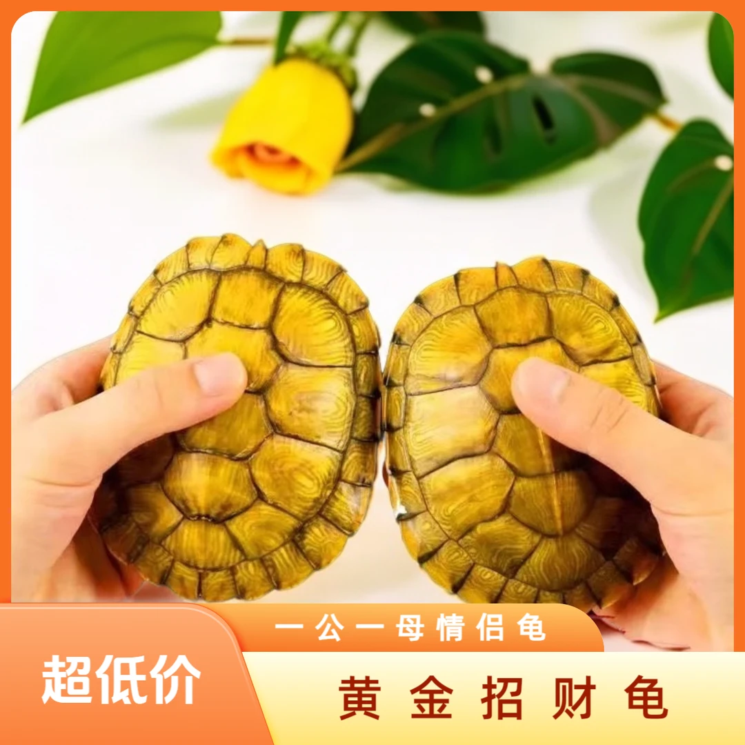 【招财龟】巴西招财黄金龟龟大乌龟小乌龟黄金龟招财龟乌龟批发
