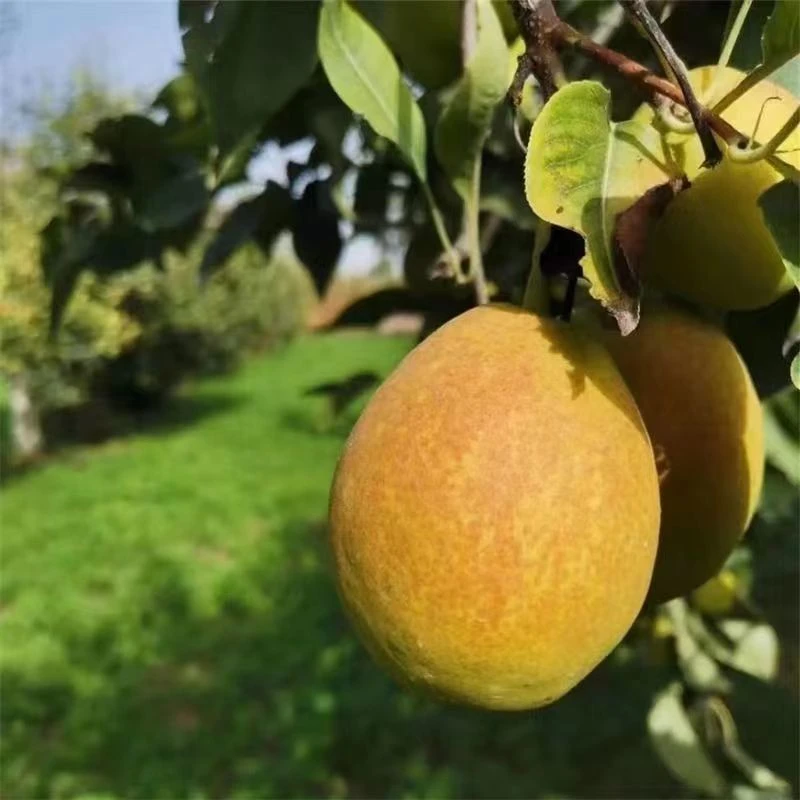 【库尔勒沙依东香梨果王包邮】25年新果脆皮薄无渣纯甜多汁新疆发货