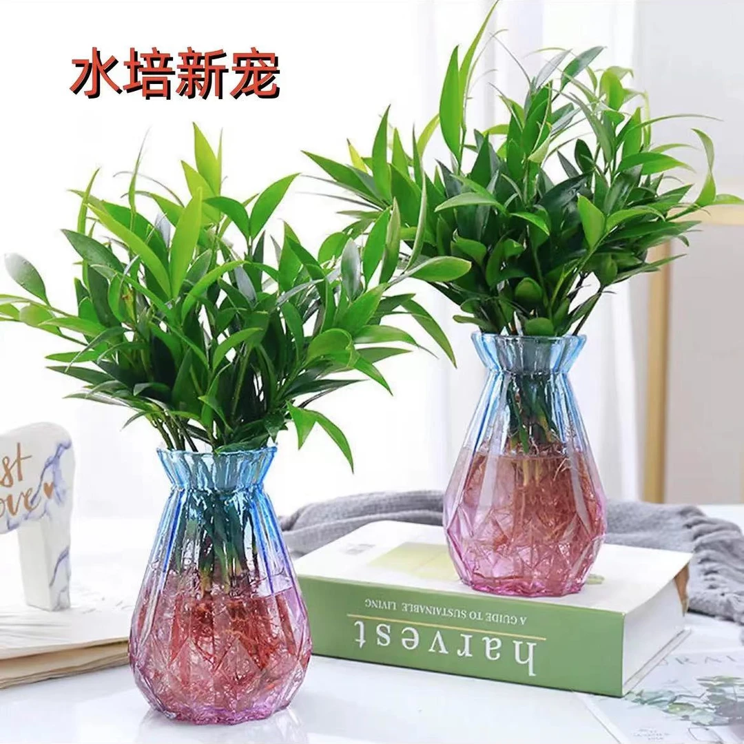 【新品推荐  】竹柏盆栽水培新宠驱蚊植物室内客厅卧室桌面四季常青