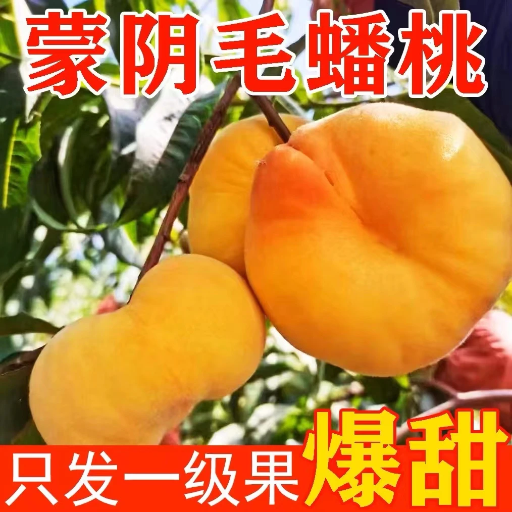 【顺丰包邮】蒙阴黄毛蟠桃新鲜现摘蟠桃当季水果黄桃脆甜多汁桃子