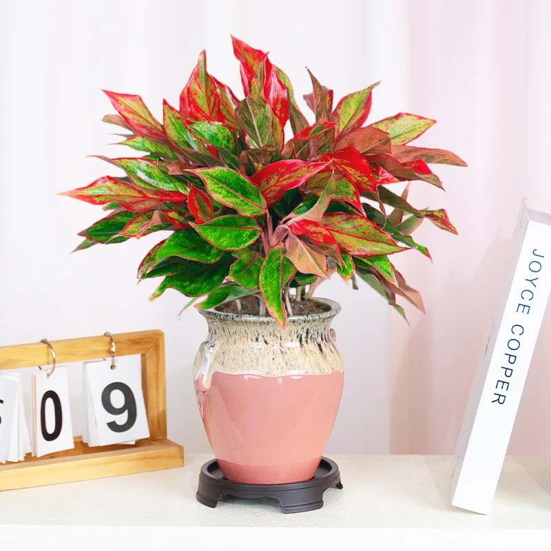 万年红陶罐花盆栽观叶绿植室内外重手工陶釉盆花卉盆栽好养易活