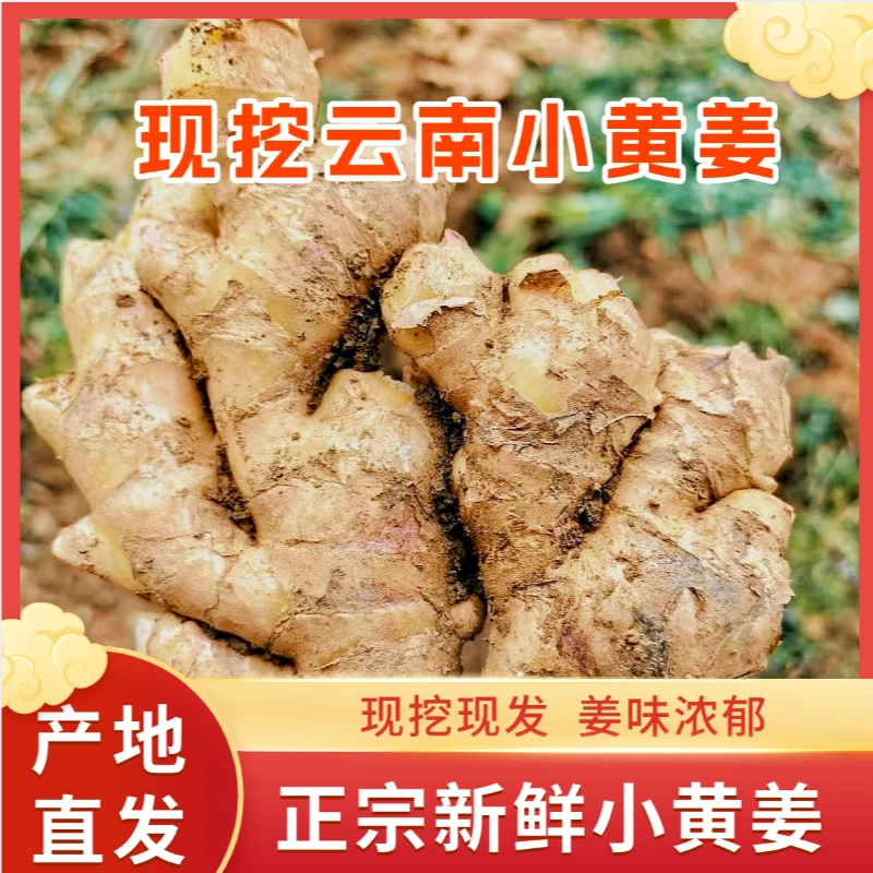 云南高原精品小黄姜新鲜发货3斤包邮