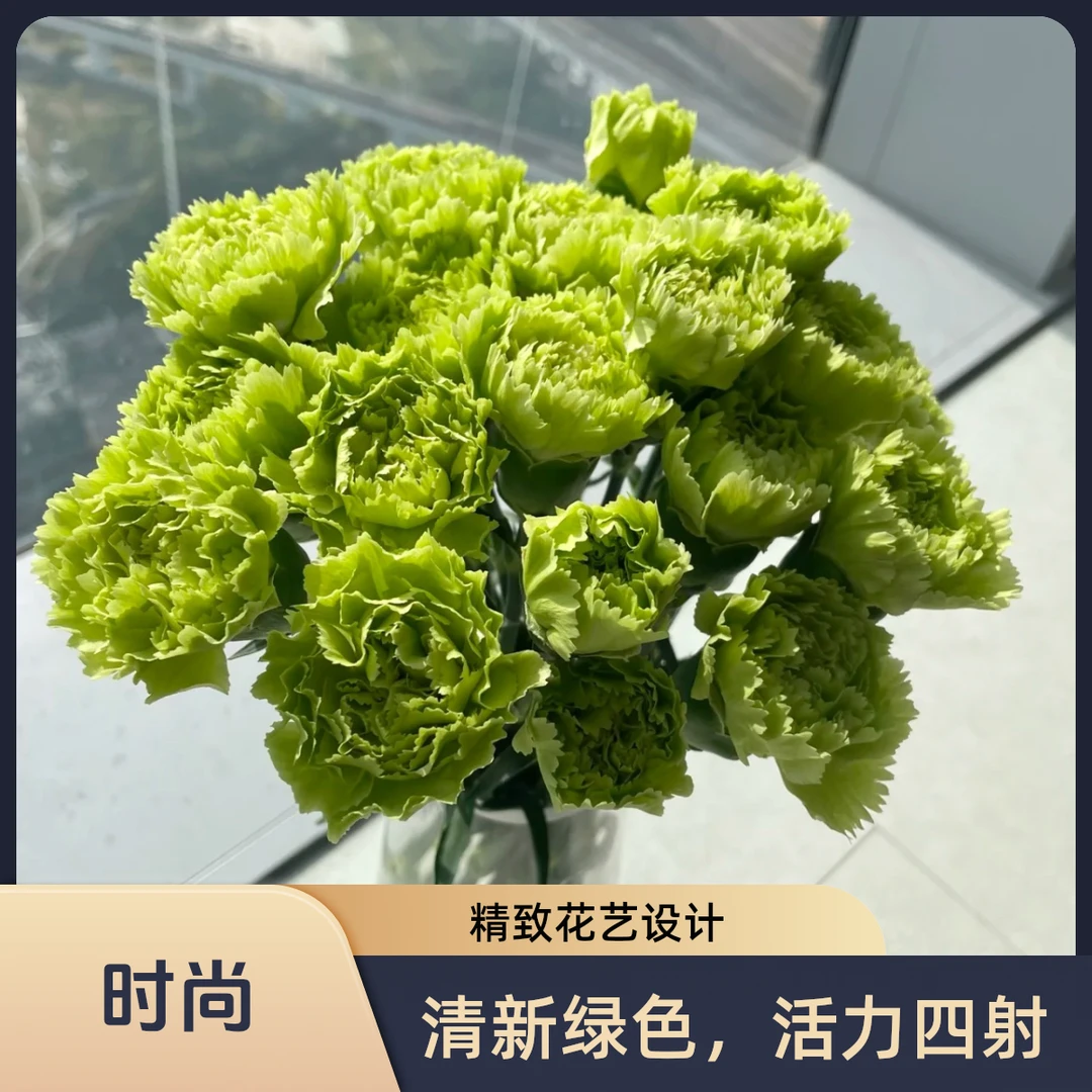 绿色康乃馨18支加2支报损顺丰包邮