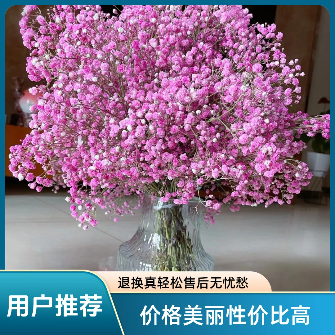 粉色满天星（200克以上）