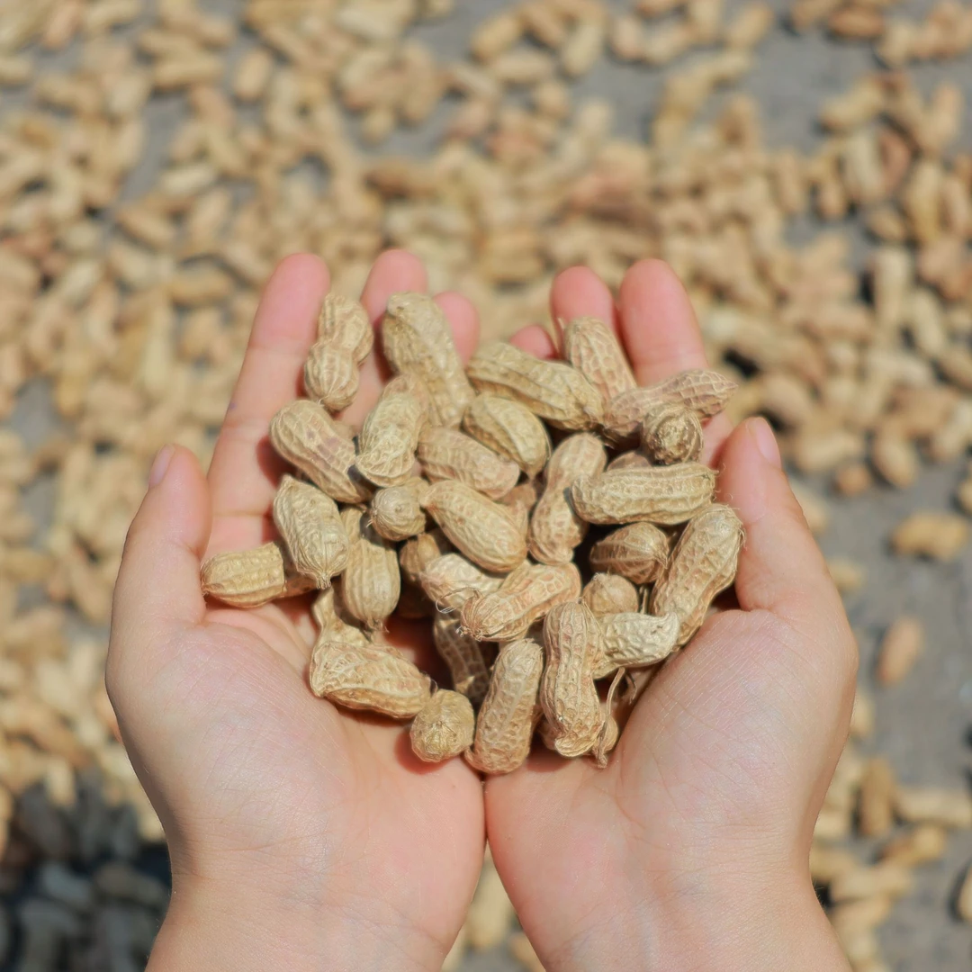 25新货水煮饱满咸干花生农家老品种软糯香甜即食营养零食无添加