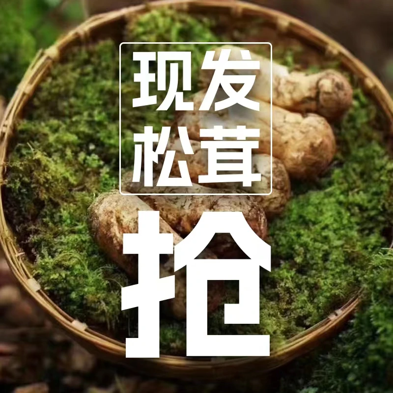 甘孜沙德9-12cm新鲜松茸天然现挖顺丰特快冷链空运雅江松茸
