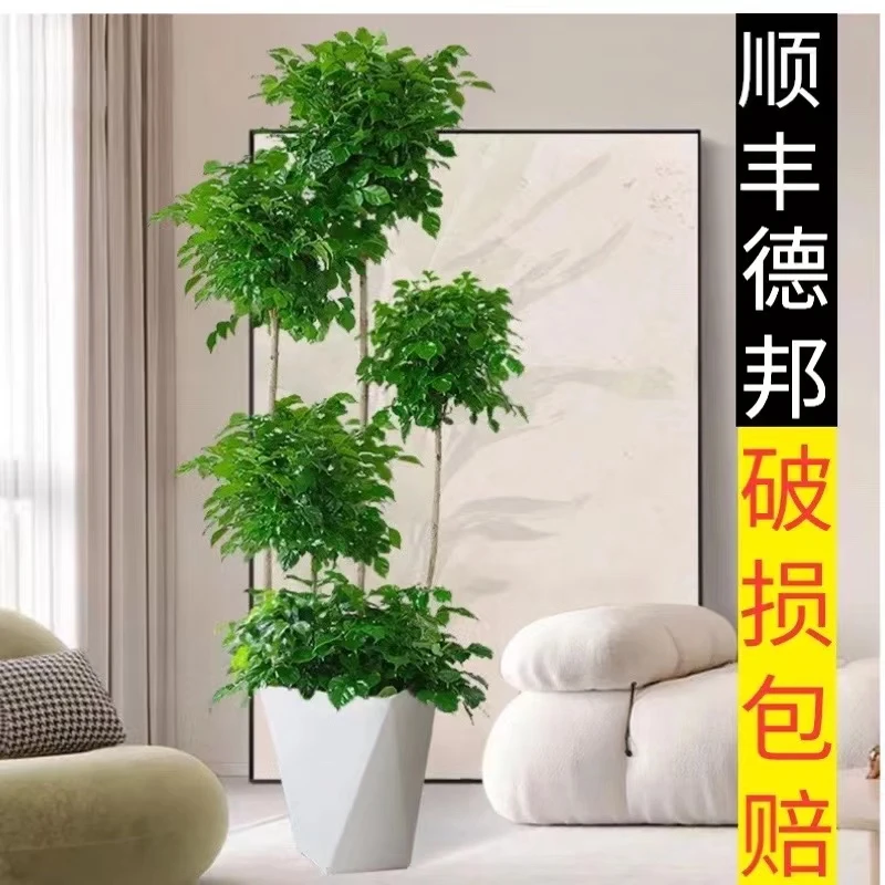 【基地直发】大型多层幸福树绿宝盆栽大老桩室内客厅吸甲醛四季常绿