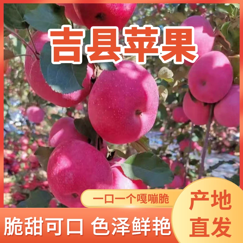 【现摘现发】山西吉县黄土高坡苹果脆甜多汁 产地直发